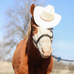 Our handsome horse, Bill, wearing a cowboy hat.